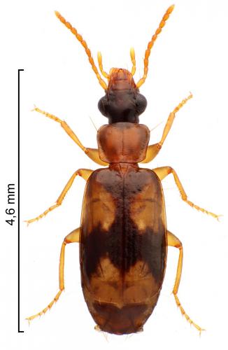 Philorhizus quadrisignatus